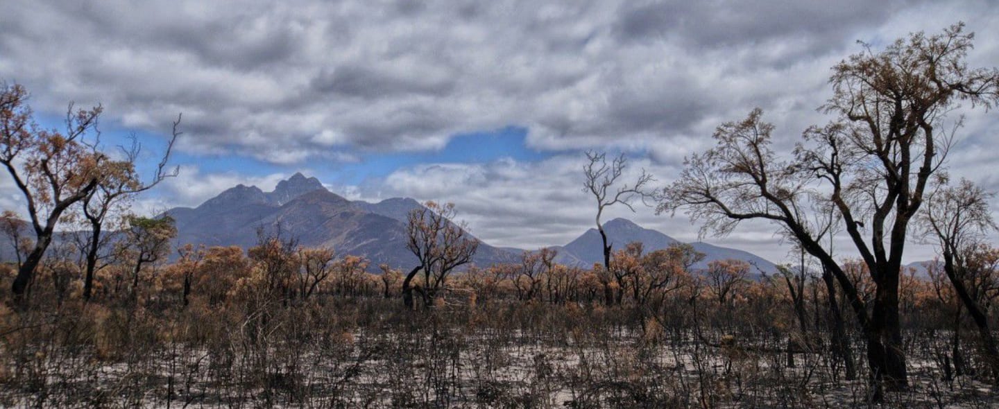 What the charity sector can learn from the 2019 Bushfires